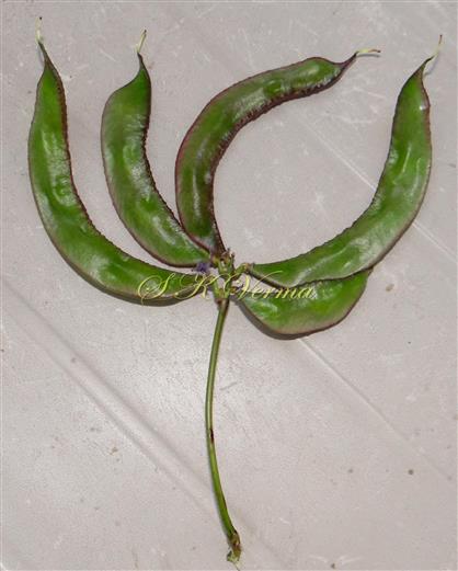  Legumes